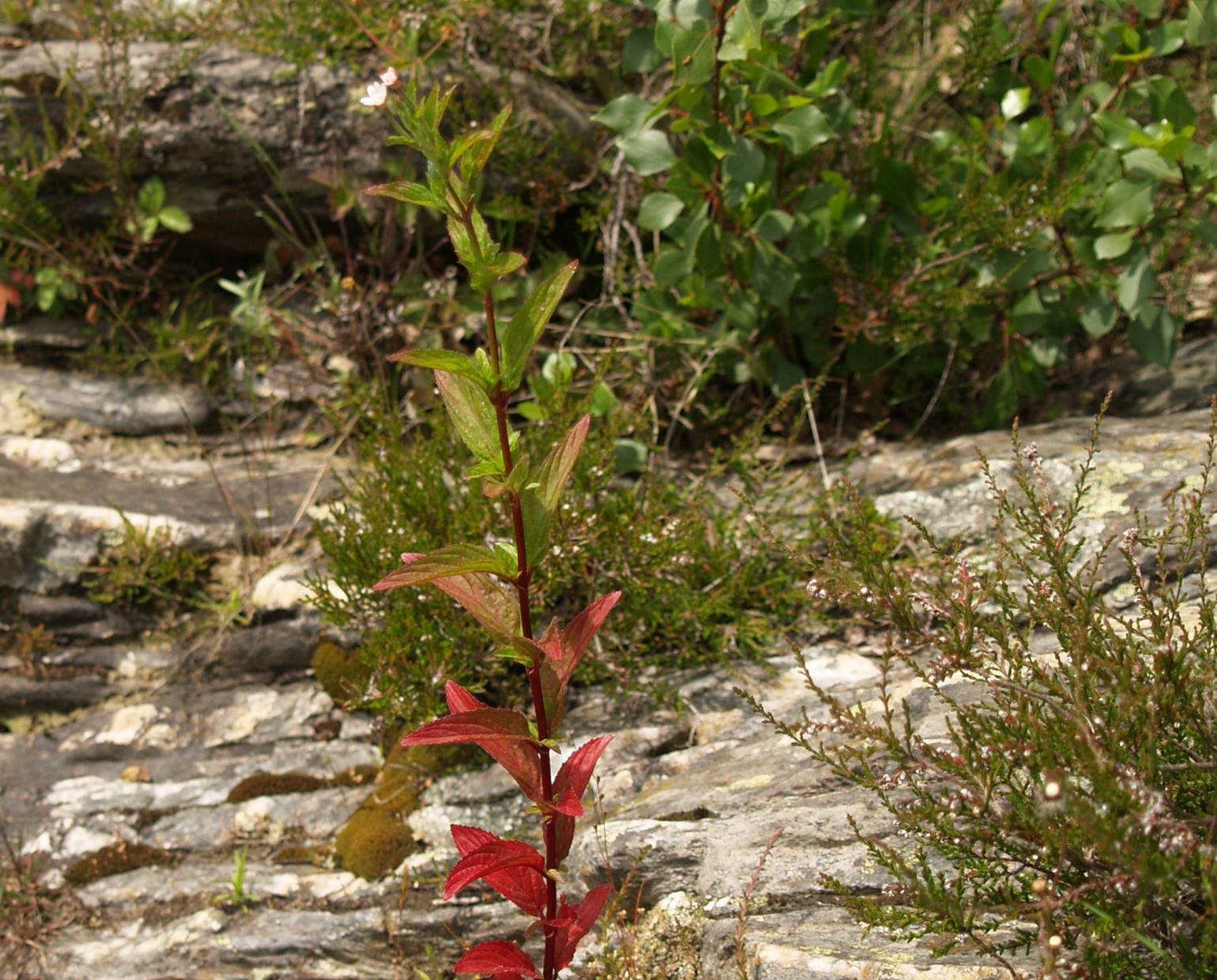 Willow-herb, Square-stalked